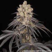 Rainbow Sherbet Strain – product view 10