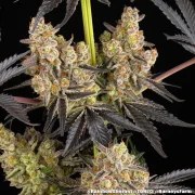 Rainbow Sherbet Strain – product view 11