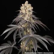 Rainbow Sherbet Strain – product view 12
