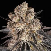 Rainbow Sherbet Strain – product view 13