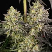 Rainbow Sherbet Strain – product view 14