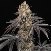 Rainbow Sherbet Strain – product view 15