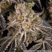 Rainbow Sherbet Strain – product view 16