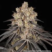 Rainbow Sherbet Strain – product view 17