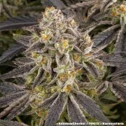 Rainbow Sherbet Strain – product view 18