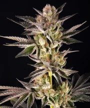 RS11 x Banana OG Strain – product view 1