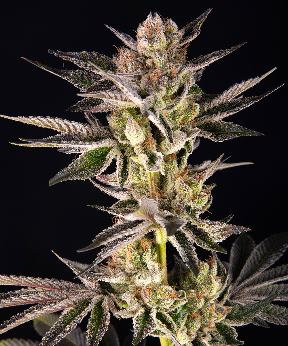 RS11 x Banana OG Strain – product view 1