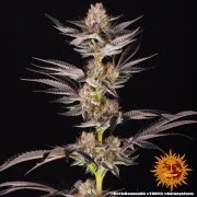 RS11 x Banana OG Strain – product view 2