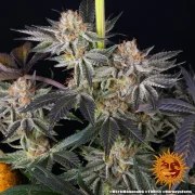 RS11 x Banana OG Strain – product view 3