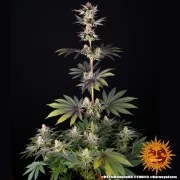 RS11 x Banana OG Strain – product view 4