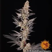 RS11 x Banana OG Strain – product view 5