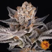 RS11 x Banana OG Strain – product view 6