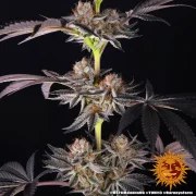 RS11 x Banana OG Strain – product view 7