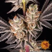 RS11 x Banana OG Strain – product view 8