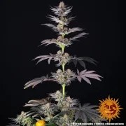 RS11 x Banana OG Strain – product view 9