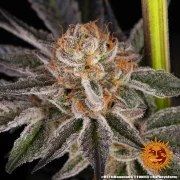 RS11 x Banana OG Strain – product view 10