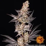 RS11 x Banana OG Strain – product view 11