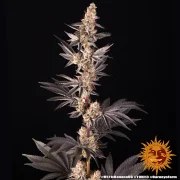 RS11 x Banana OG Strain – product view 12