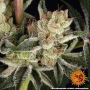 RS11 x Banana OG Strain – product view 13