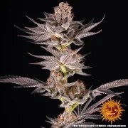 RS11 x Banana OG Strain – product view 14
