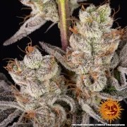 RS11 x Banana OG Strain – product view 15