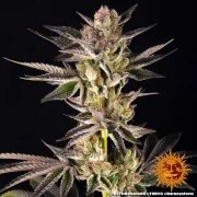 RS11 x Banana OG Strain – product view 16