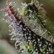 Skunk #1 Strain – product view 3