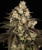 Trainwreck Strain – product view 1