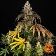 Trainwreck Strain – product view 2