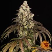 Trainwreck Strain – product view 3