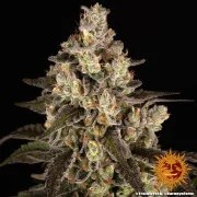 Trainwreck Strain – product view 4