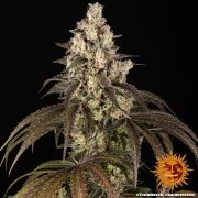 Trainwreck Strain – product view 5