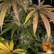 Trainwreck Strain – product view 6