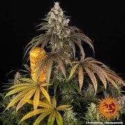 Trainwreck Strain – product view 7