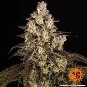 Trainwreck Strain – product view 8
