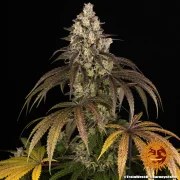 Trainwreck Strain – product view 9