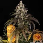 Trainwreck Strain – product view 10