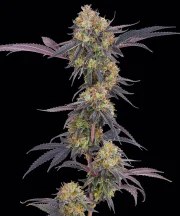 Tropicana Cherry Strain – product view 1