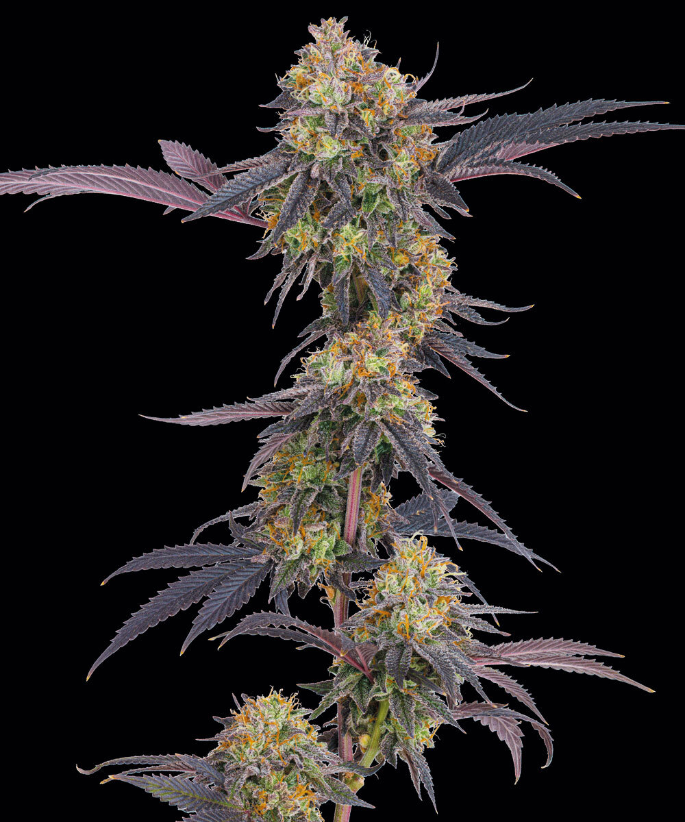 Tropicana Cherry Strain – product view 1