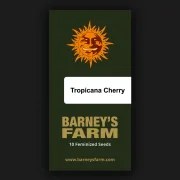Tropicana Cherry Strain – product view 2