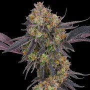Tropicana Cherry Strain – product view 3