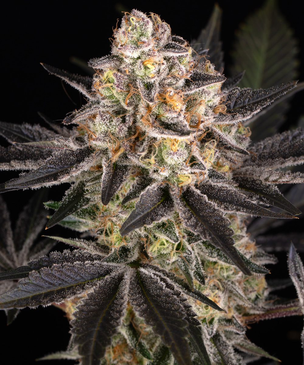 White Runtz Strain – product view 1
