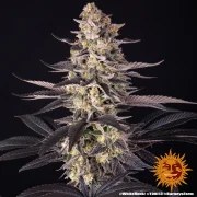 White Runtz Strain – product view 2
