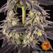 White Runtz Strain – product view 3