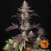 White Runtz Strain – product view 4
