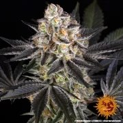 White Runtz Strain – product view 5