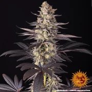 White Runtz Strain – product view 6