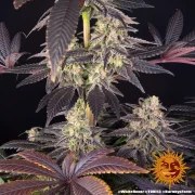 White Runtz Strain – product view 7
