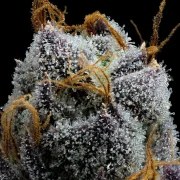 White Runtz Strain – product view 8