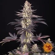 White Runtz Strain – product view 9